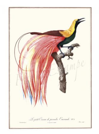 oiseau de paradis.jpg