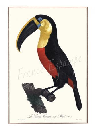 Le-grand-Toucan.jpg